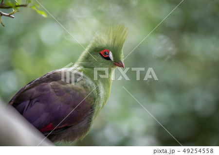 Knysna's turaco on a branch in the forest. 49254558