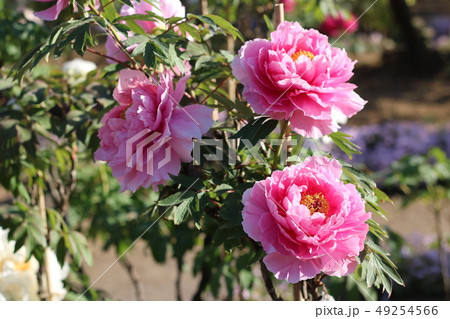 福島県の須賀川牡丹園の牡丹 49254566