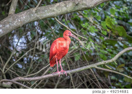 Scarlet ibis sitting on a branch. 49254681