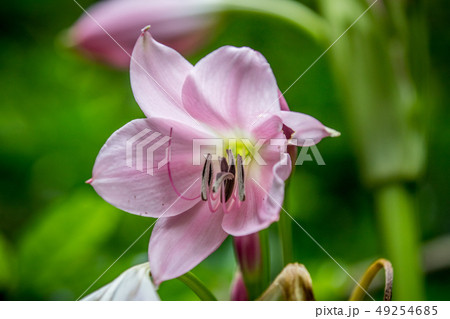 Close up of a Belladonna lily. Close up of a Belladonna lily. 49254685
