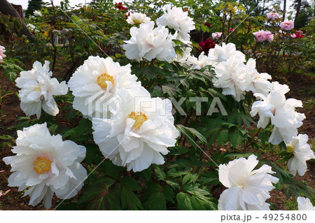 須賀川牡丹園の牡丹 49254800