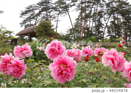 福島県の須賀川牡丹園の牡丹 49254876