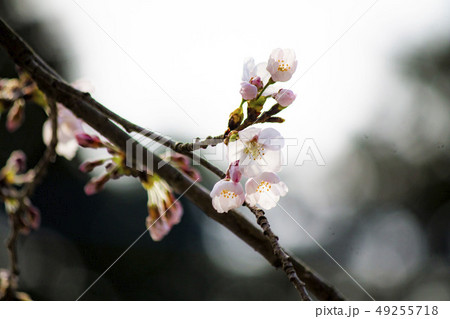 桜 49255718