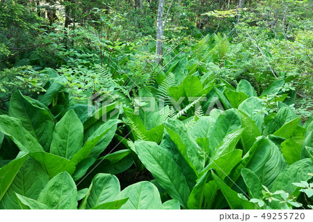 植物の群生：森林 49255720