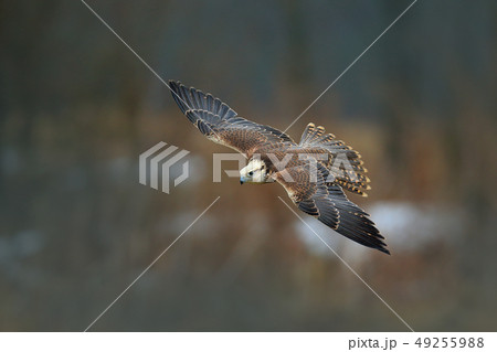 Saker falcon, Falco cherrug, in flight 49255988