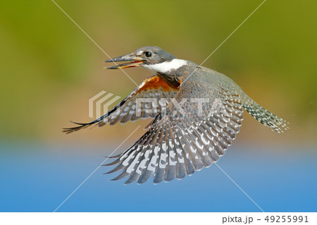 Flying bird Ringed Kingfisher above blue river Flying bird Ringed Kingfisher above blue river 49255991