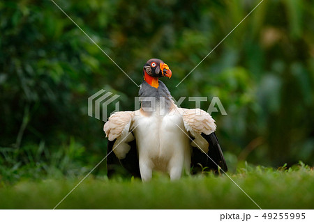 King vulture, Sarcoramphus papa, large bird King vulture, Sarcoramphus papa, large bird 49255995
