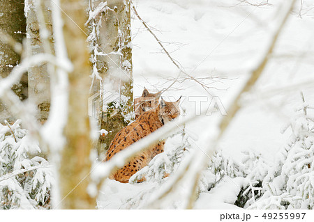 Lynx in snow forest. Eurasian Lynx in winter. 49255997