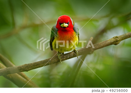 Red-headed Barbet, Vera Blanca, from Costa Rica 49256000