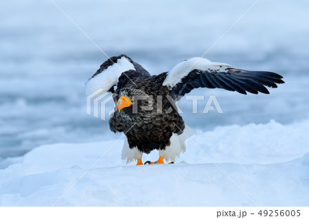 Steller's sea eagle, with white snow, Hokkaido Steller's sea eagle, with white snow, Hokkaido 49256005