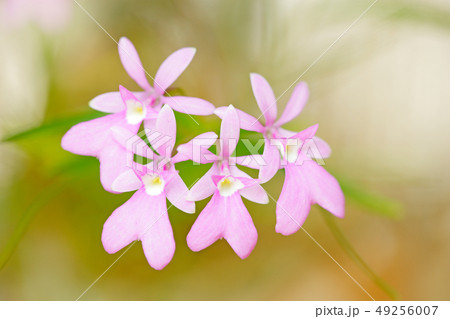 Oerstedella centradenia, Costa Rican wild orchid 49256007