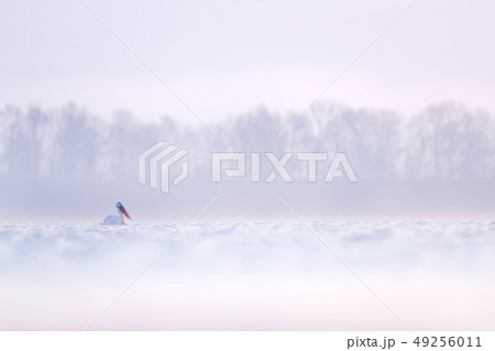 Cold foggy day with pelican in water. Cold foggy day with pelican in water. 49256011