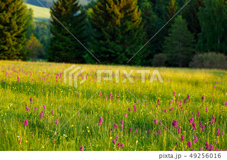Morning meadow with wild orchid flowers. 49256016