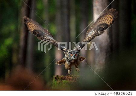 Flying Eurasian Eagle Owl with open wings 49256025