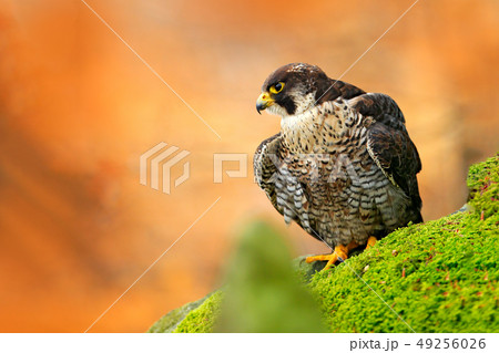 Bird of prey Peregrine Falcon sitting on the stone Bird of prey Peregrine Falcon sitting on the stone 49256026