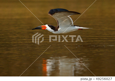 Black skimmer flying above Rio Negro Black skimmer flying above Rio Negro 49256027