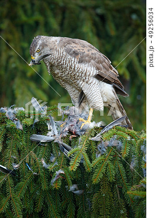 Bird of prey Goshawk kill jay on green spruce tree 49256034