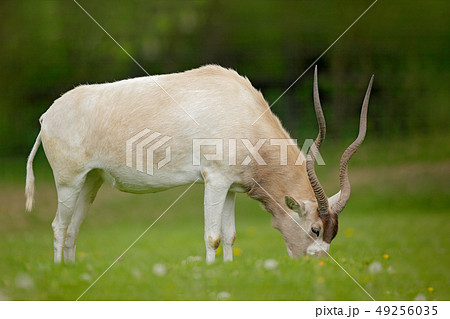 Addax, Addax nasomaculatus, white antelope 49256035