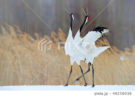 Wildlife scene from snowy nature. 49256036