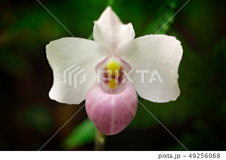 Paphiopedilum delenatii, Vietnam wild orchid 49256068