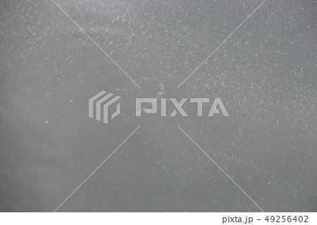 霞ヶ浦のシラウオ 霞ヶ浦のシラウオ 49256402