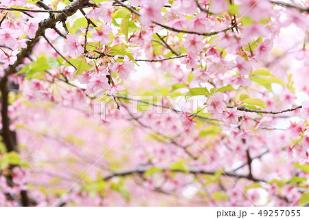 河津桜の花園４ 49257055