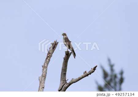 サシバ サシバ 49257134