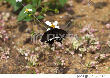 シロオビアゲハ シロオビアゲハ 49257138