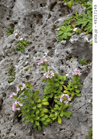 ハマボッス 49257149