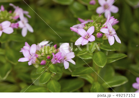 ハマボッス 49257152