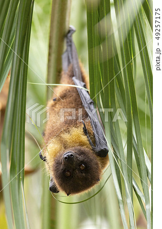 ヤエヤマオオコウモリ 49257175