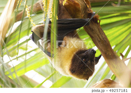 ヤエヤマオオコウモリ 49257181