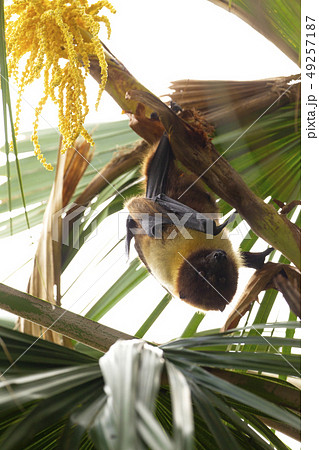 ヤエヤマオオコウモリ ヤエヤマオオコウモリ 49257187