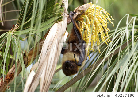 ヤエヤマオオコウモリ 49257190