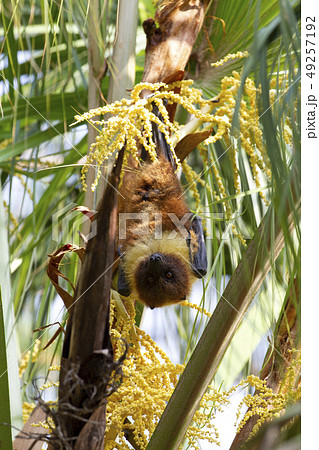 ヤエヤマオオコウモリ 49257192