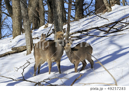 エゾシカの親子 49257283