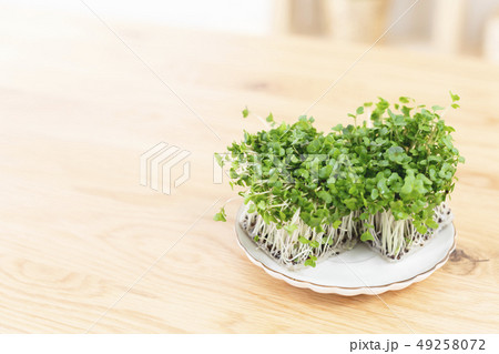 ブロッコリースプラウト ブロッコリーの新芽 ブロッコリースプラウト ブロッコリーの新芽 49258072