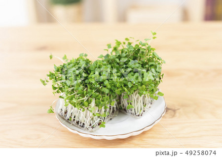 ブロッコリースプラウト　ブロッコリーの新芽 49258074