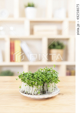 ブロッコリースプラウト　ブロッコリーの新芽 49258075