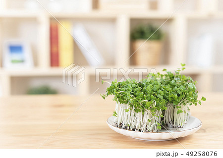 ブロッコリースプラウト　ブロッコリーの新芽 49258076
