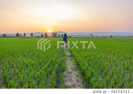 Asian woman tourist looking at green rice field Asian woman tourist looking at green rice field 49258321