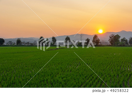 Landscape of Green rice field with mountain Landscape of Green rice field with mountain 49258322