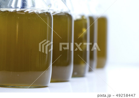 Marine plankton culture in laboratory 49258447