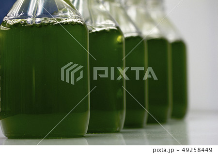 Marine plankton culture in laboratory 49258449