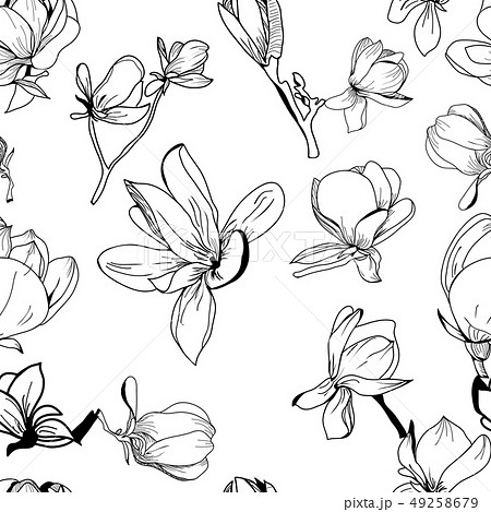 Vector pattern hand drawn Collection of magnolia 49258679