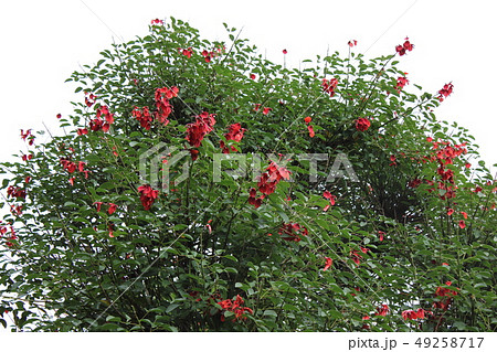 デイゴの花　　―梯梧― 49258717