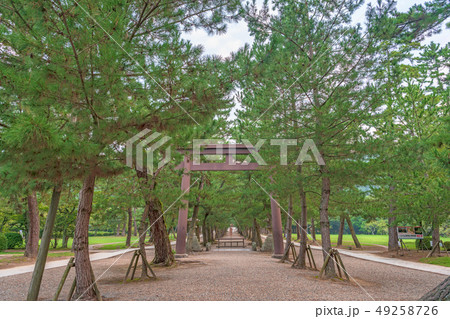 出雲大社 松の参道の鳥居 出雲大社 松の参道の鳥居 49258726