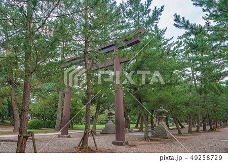 出雲大社 松の参道の鳥居 出雲大社 松の参道の鳥居 49258729
