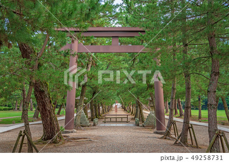 出雲大社 松の参道の鳥居 出雲大社 松の参道の鳥居 49258731
