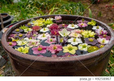水面に浮かぶ花びら 02 水面に浮かぶ花びら 02 49258967